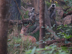 Deer and monkey in Bardia_resize